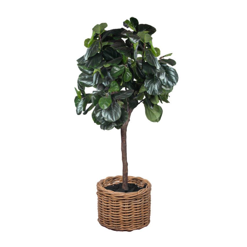 Fiddle Fig Tree with Rattan Basket 9.5' - Element Event Solutions